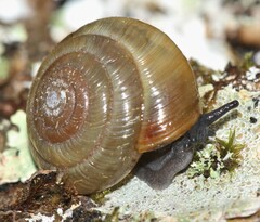 Ventridens arcellus