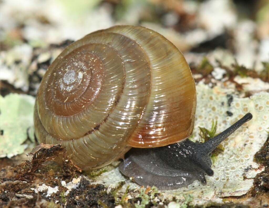 Golden Dome Snail