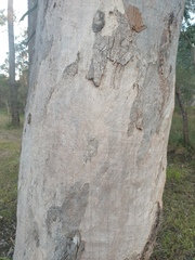 Eucalyptus seeana