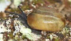 Ventridens arcellus