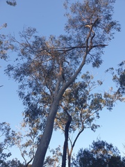 Eucalyptus seeana