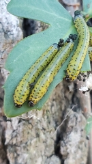 Ceratulus spectabilis