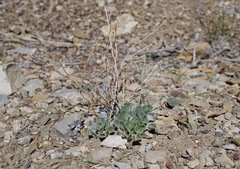 Eriogonum panamintense