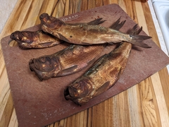 Alosa pseudoharengus