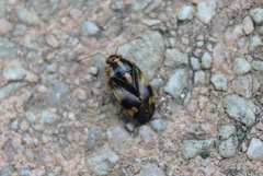 Cyphodema instabilis