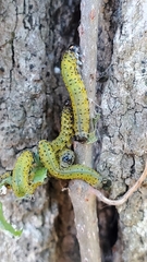 Ceratulus spectabilis