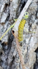 Ceratulus spectabilis