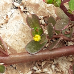 Portulaca oleracea image