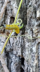 Ceratulus spectabilis