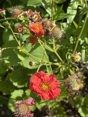 Geum coccineum