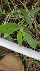 Lobelia appendiculata