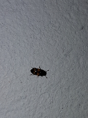 Glischrochilus fasciatus