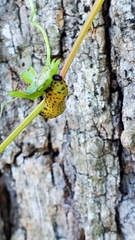 Ceratulus spectabilis