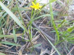 Hypoxis pratensis