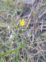 Hypoxis pratensis