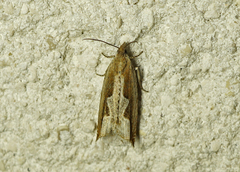 Ancylis geminana