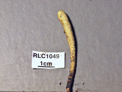 Xylaria enterogena
