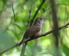 Clytorhynchus vitiensis