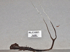 Xylaria ianthinovelutina