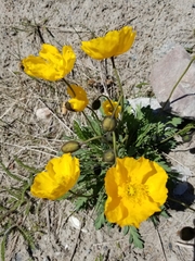 Papaver croceum