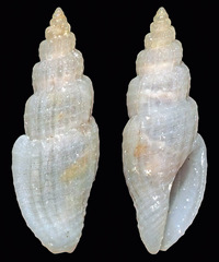 Eucithara