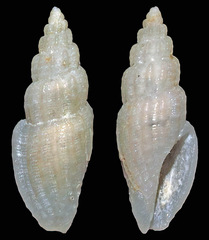 Eucithara