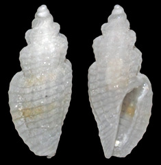 Eucithara