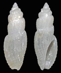 Eucithara