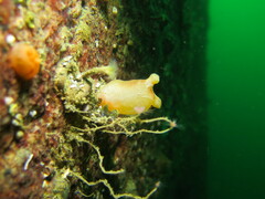 Halocynthia aurantium