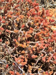 Sedum moranense