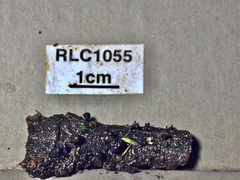 Xylaria atrosphaerica