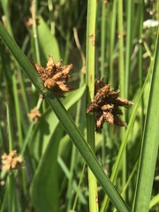 Schoenoplectus deltarum