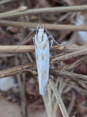 Stomopteryx detersella