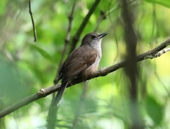 Clytorhynchus vitiensis