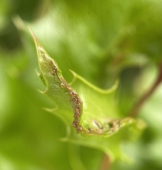 Aceria caliberberis