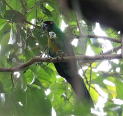 Prosopeia personata
