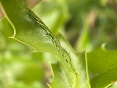 Aceria caliberberis