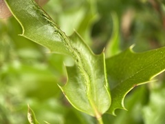 Aceria caliberberis