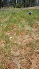 Danaus plexippus image