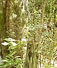 Protonotaria citrea