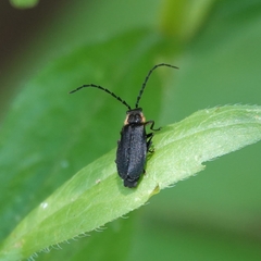 Polemius laticornis