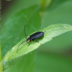Polemius laticornis