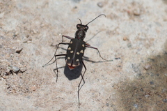Cicindela sedecimpunctata