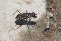 Cicindela sedecimpunctata