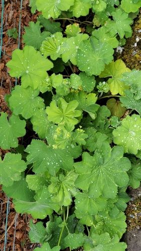 Alchemilla mollis