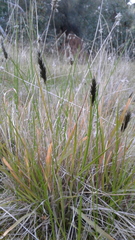 Enneapogon nigricans