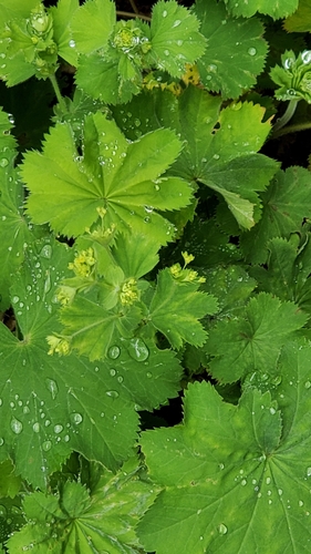 Alchemilla mollis