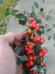 Cotoneaster amoenus