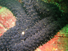 Stylasterias forreri