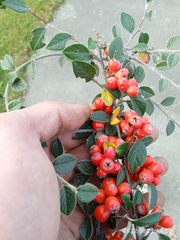 Cotoneaster amoenus